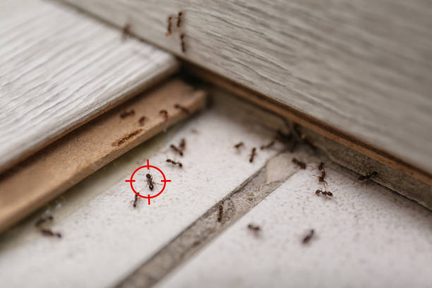 Best Pest Removal Services  in Baywood, NY