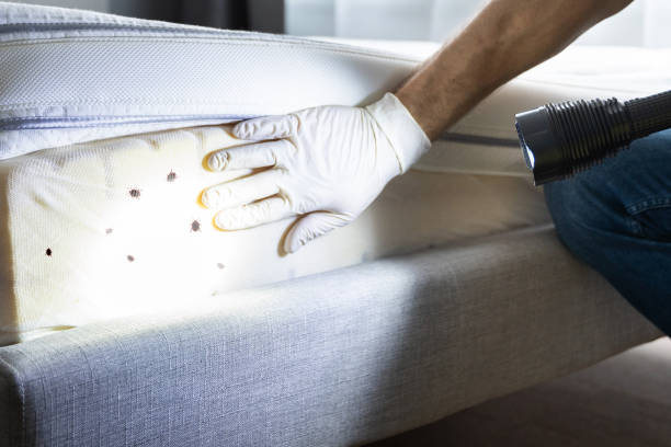 Best Residential Pest Control  in Baywood, NY