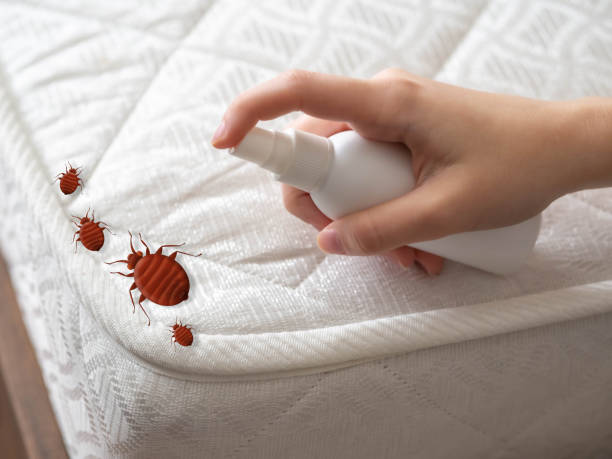 Best Best Pest Control Companies  in Baywood, NY